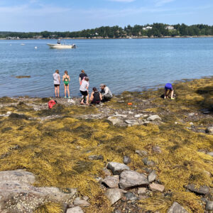 children stand at edge of shoreline with large swath of seaweed in foreground