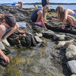 children crouch near tide pools looking for wildlife