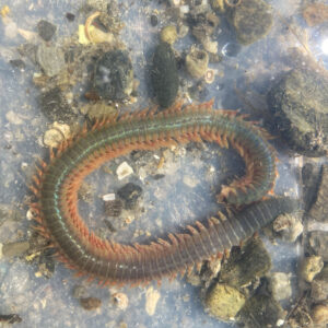 close-up of marine worm found at beach