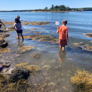 children stand in shallow water at beach with dip nets searching through seaweed
