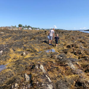 children walk across shore covered in seaweed