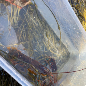 baby lobster in clear bucket