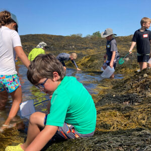 children search seaweed and tide pools for marine life