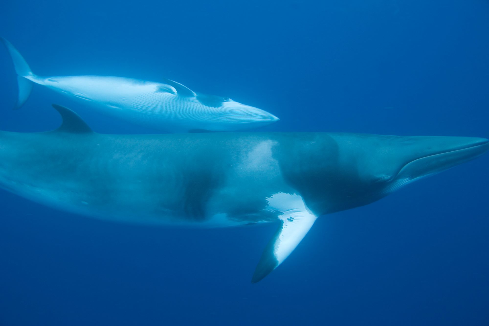 two gray and white whales swim together in bottomless blue