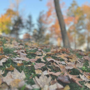 closeup of leaves fallen on green grass with tall tree in background