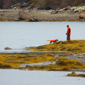 man and dog in orange vests play at waters edge surrounded by yellow seaweed