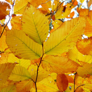 closeup of yellow leaves on tree