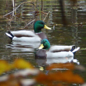 two ducks sit in water