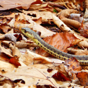 yellow and black snake slithers through orange leaves