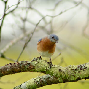 orange breasted blue bird sits on tree branch staring at camera