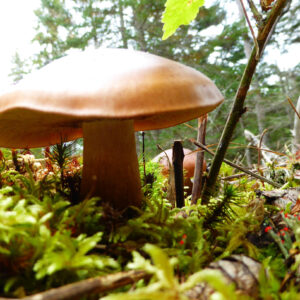 closeup of smooth brown mushroom