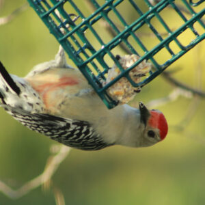 red-headed woodpecker hangs upside-down on suet cage