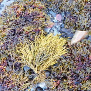 yellow-green seaweed sits on rocks among darker red and brown seaweed