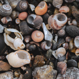 closeup of cluster of shells covering beach