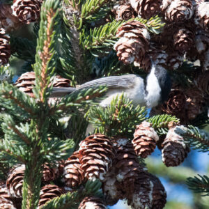 black white and gray bird hangs upside-down in tree surrounded by pine cones