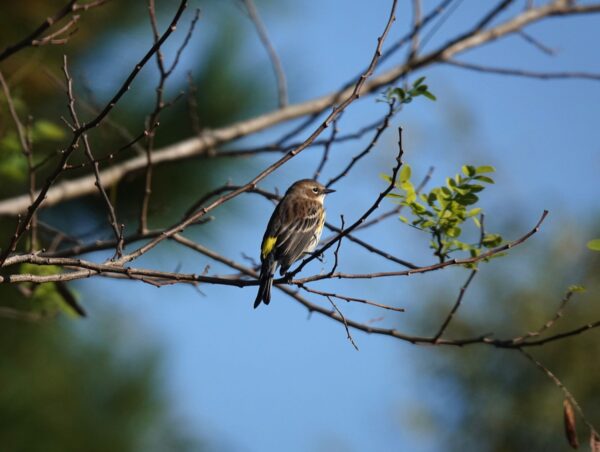 small bird sits on branch with distinctive yellow spot on back