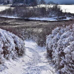 snowy trail full of footprints