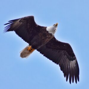 bald eagle flies in blue sky