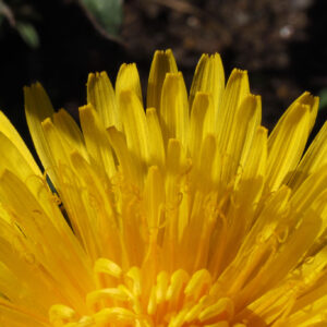 closeup of dandelion petals