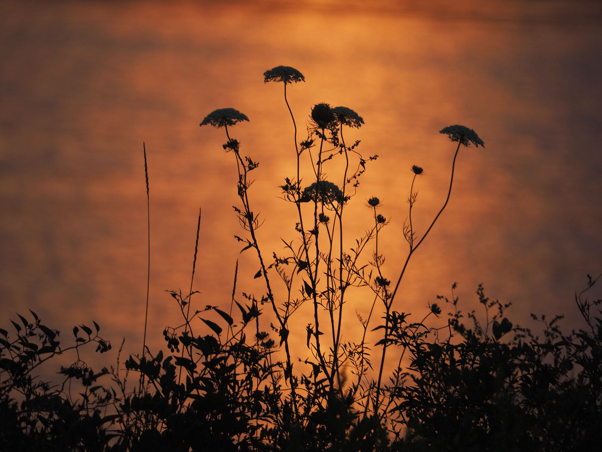shadow of flowers with water in background, orange from sunrise