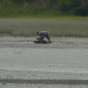 clammer digs in mudflat in distance