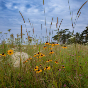 wildflowers in tall grass