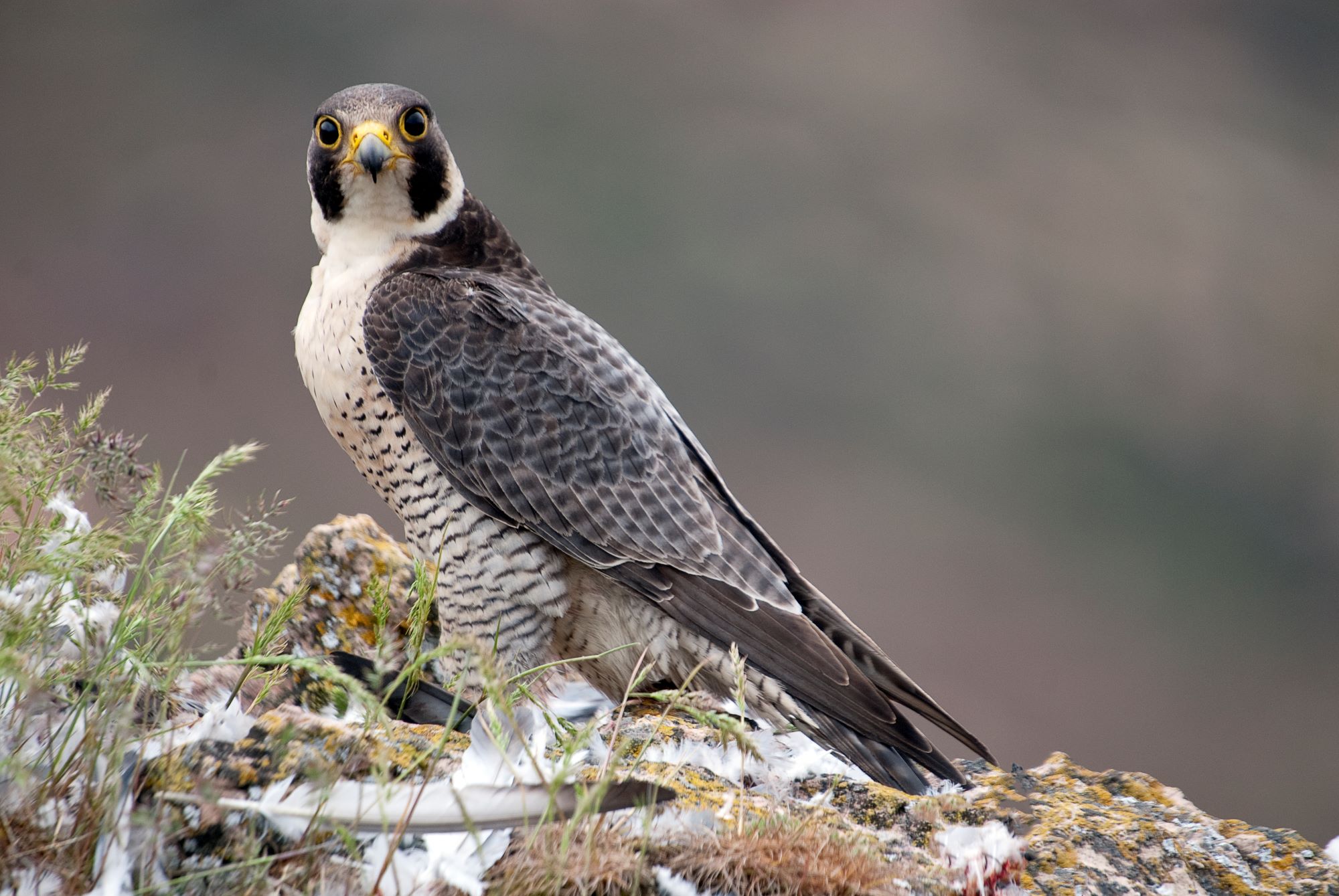 Nature Notes: Peregrine Falcon - Harpswell Heritage Land Trust