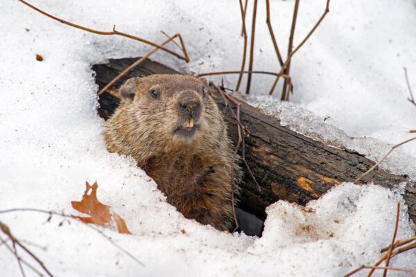 woodchuck pokes head out of snowy den