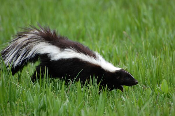 skunk walks through short grass