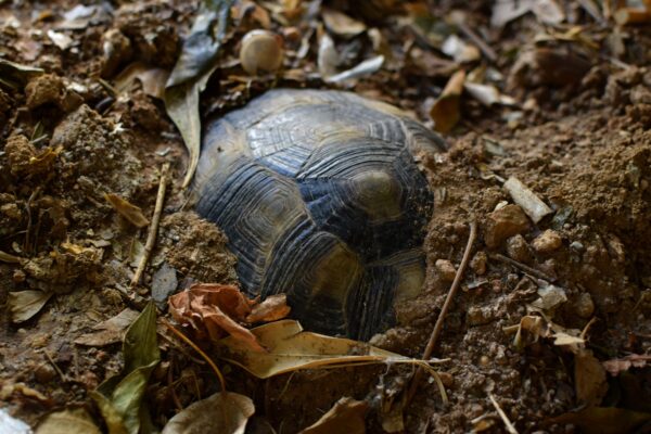 tortoise shell sticks out of soil