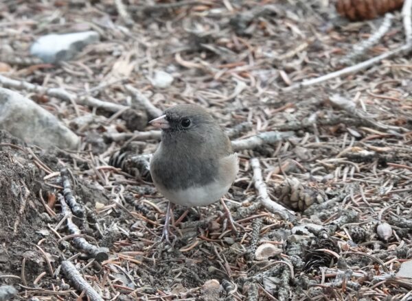 small gray and white bird stands on forest floor
