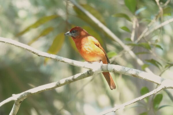 orange bird stands on tree branch