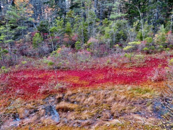 red moss grows in bog
