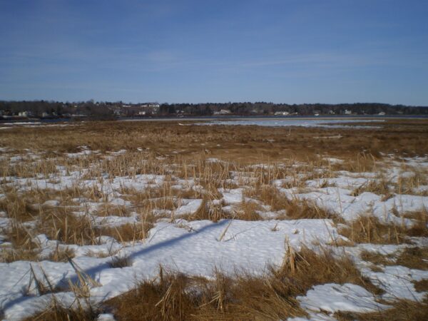 snowy marsh at edge of coastal preserve