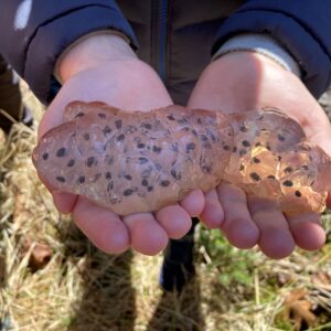 two hands holding a gelatinous egg mass