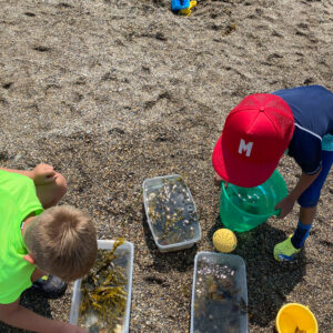 children collect seaweed in buckets
