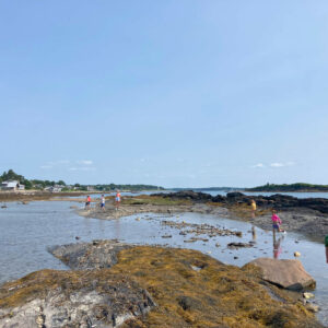 children explore tidepools at Potts Point