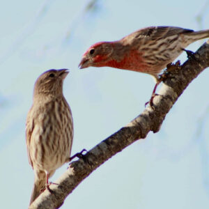two birds lean towards each other on a branch