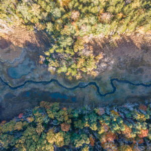 aerial view of marsh among trees