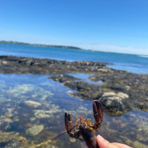 hand holds baby lobster up with tide pool in background