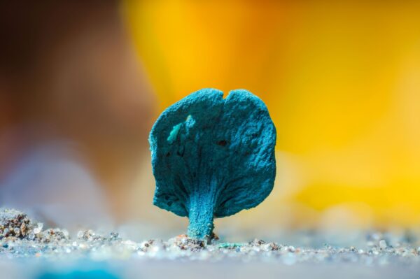 close-up of bright teal mushroom growing on log
