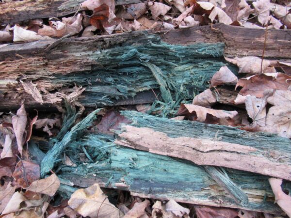 rotted wood on forest floor with teal stain color