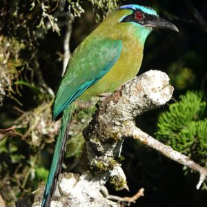 green and blue bird sits on branch