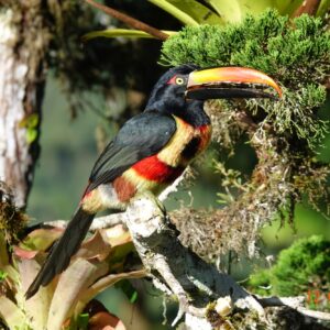 a dark colored toucan on a branch