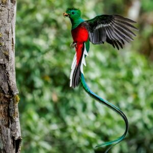 red and green bird with wings out as it lands
