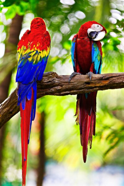 two red and blue birds next to each other