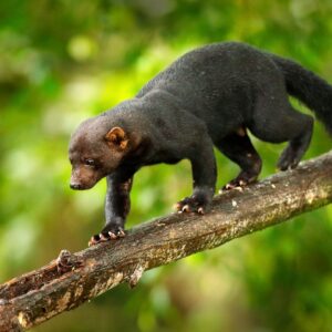 small mammal walks along branch
