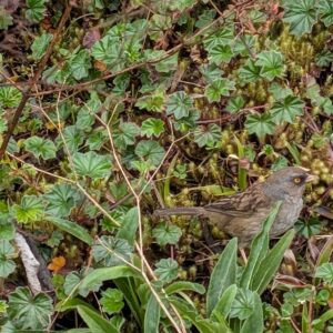 small bird stands in brush