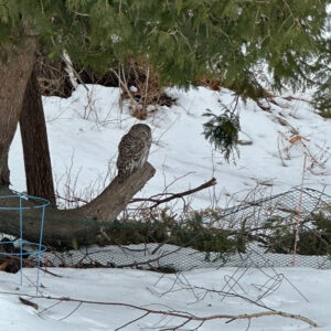 brown owl sits on low tree branch with snowy landscape