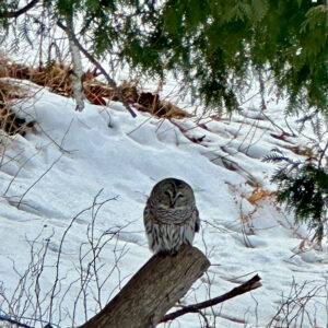 brown owl sits on low tree branch with snowy landscape